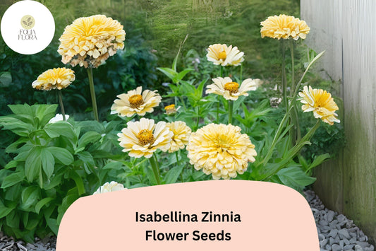 100+ Isabellina Zinnia Seeds â€“ Pale Cream Blooms for Bouquets, Borders & Cottage Gardens