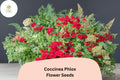 Scarlet Coccinea Phlox Seeds | Annual Flower, Red Blooms
