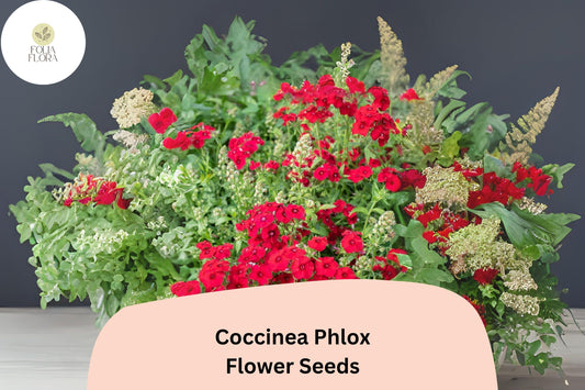 Scarlet Coccinea Phlox Seeds | Annual Flower, Red Blooms