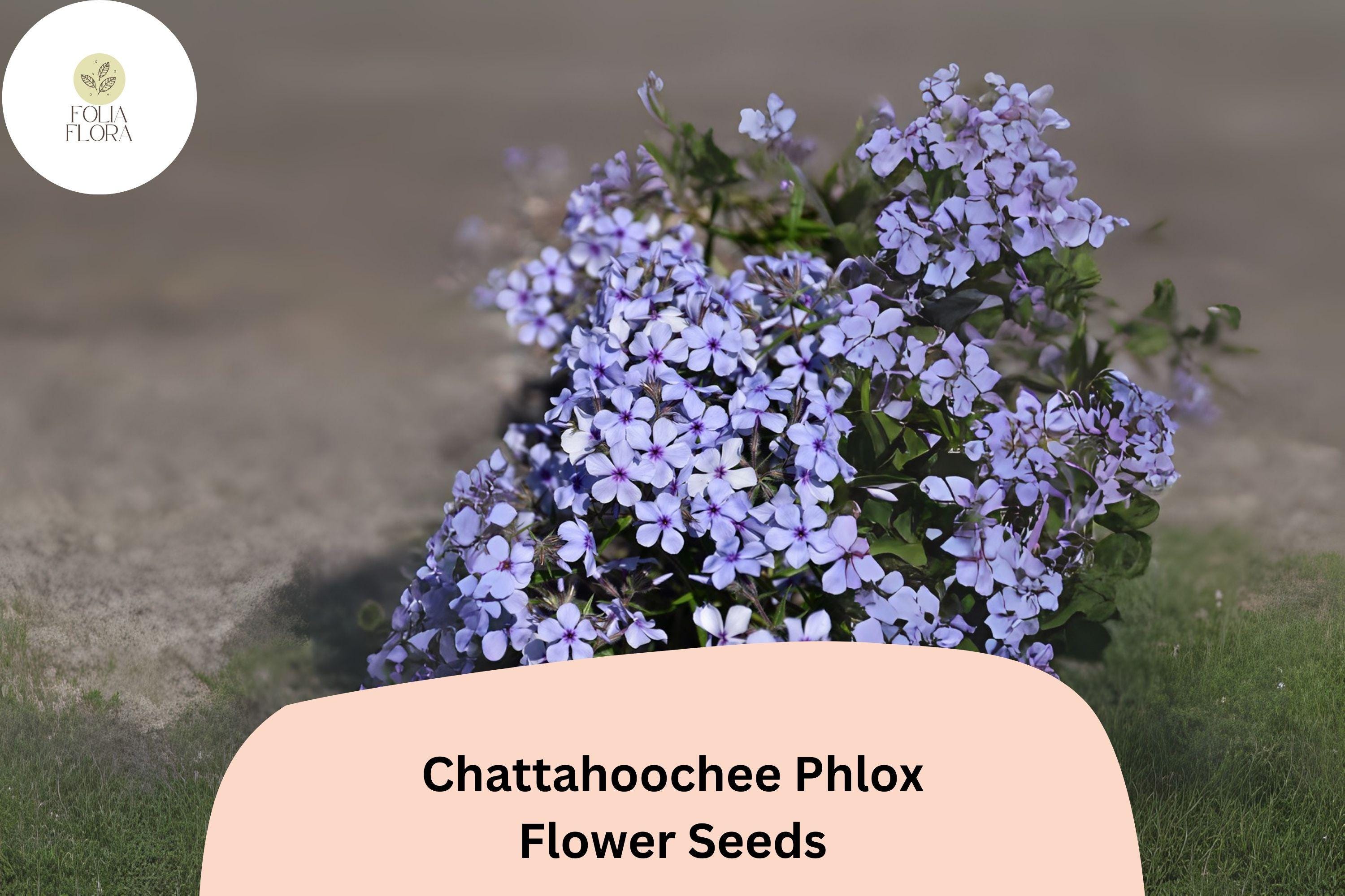 Chattahoochee Phlox Seeds | Lavender Blooms, Dark Eye