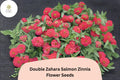 100+ Double Zahara Salmon Zinnia Seeds â€“ Compact Coral-Pink Double Blooms for Summer Gardens
