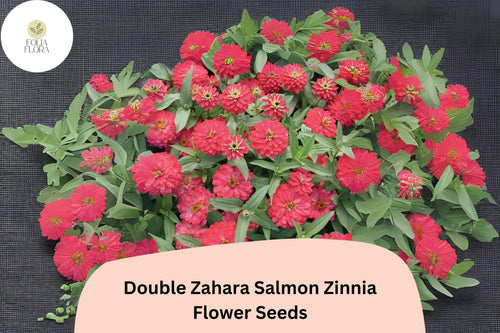 100+ Double Zahara Salmon Zinnia Seeds â€“ Compact Coral-Pink Double Blooms for Summer Gardens