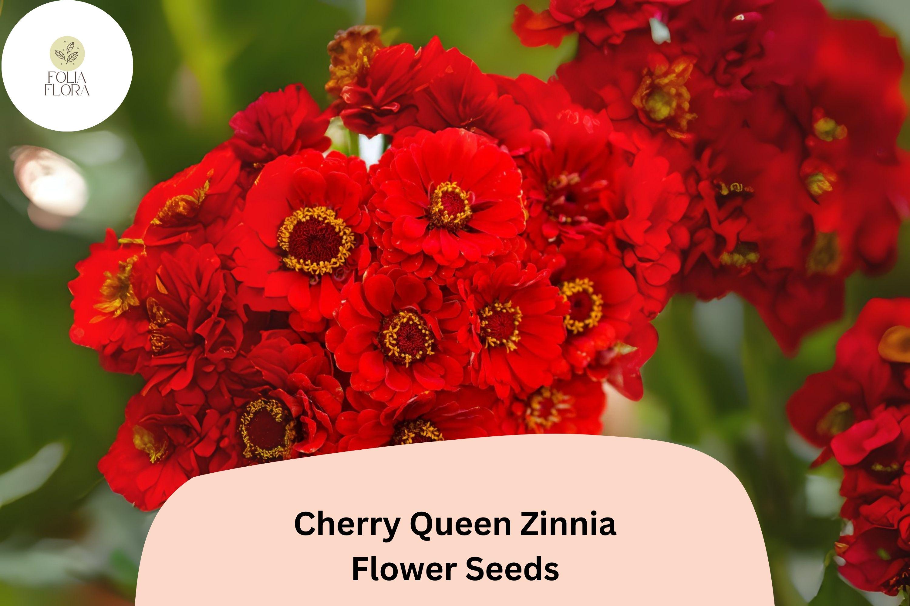 100+ Cherry Queen Zinnia Seeds â€“ Bold Cherry-Red Blooms for Cut Flowers & Summer Gardens