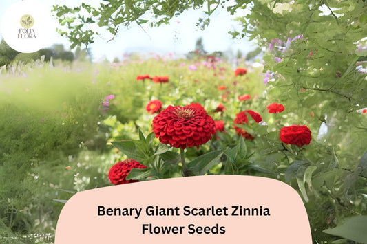 100+ Benary Giant Scarlet Zinnia Seeds â€“ Tall Scarlet-Red Blooms for Cut Flowers & Summer Gardens