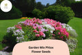 Phlox Drummondii Flower Seeds | Colorful Garden Mix