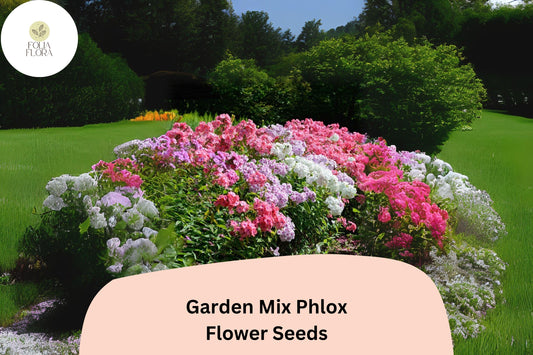 Phlox Drummondii Flower Seeds | Colorful Garden Mix