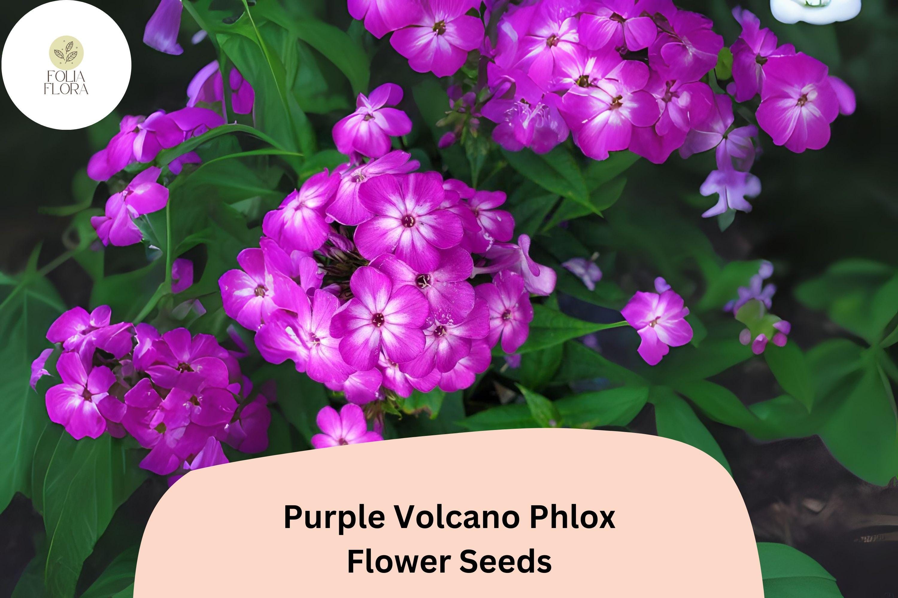 Purple Volcano Phlox Seeds | Deep Purple Annual Flower