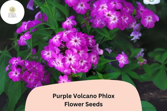 Purple Volcano Phlox Seeds | Deep Purple Annual Flower