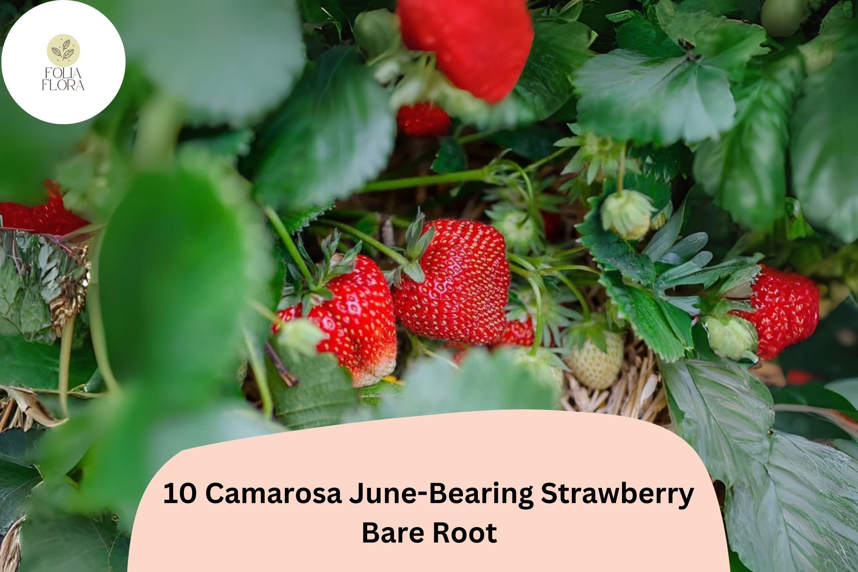 Camarosa June-Bearing Strawberry Plants | 10 Live Bare Root Fragaria × ananassa for Home Gardens & Containers