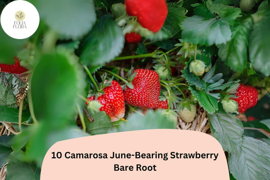 Camarosa June-Bearing Strawberry Plants | 10 Live Bare Root Fragaria × ananassa for Home Gardens & Containers