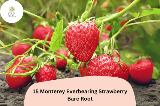 15 Monterey Strawberry Plants | Live Bare Root Everbearing | Fragaria Ã— ananassa Garden Fruit