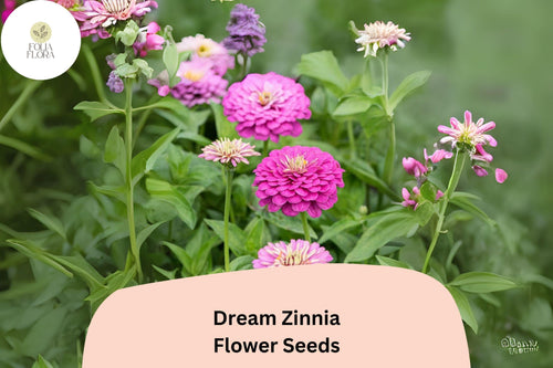 100+ Dream Zinnia Seeds â€“ Soft Pink Blooms for Summer Gardens, Borders & Cut Flowers