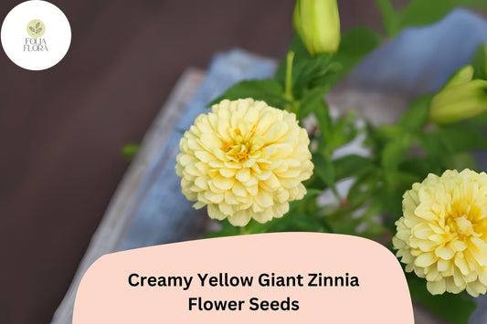 Creamy Yellow Giant Zinnia Seeds – Large Soft Yellow Blooms – Zinnia elegans – Summer Flower Garden, Cut Flowers, Pollinator-Friendly