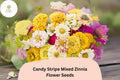 100+ Candy Stripe Mix Zinnia Seeds â€“ Colorful Striped Blooms for Summer Gardens & Bouquets