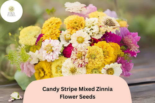 100+ Candy Stripe Mix Zinnia Seeds â€“ Colorful Striped Blooms for Summer Gardens & Bouquets
