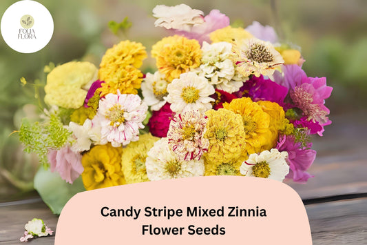 100+ Candy Stripe Mix Zinnia Seeds â€“ Colorful Striped Blooms for Summer Gardens & Bouquets