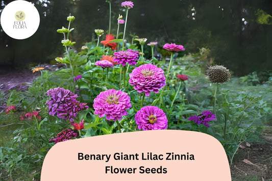 100+ Benary Giant Lilac Zinnia Seeds â€“ Tall Double Blooms for Summer Gardens & Cut Flowers