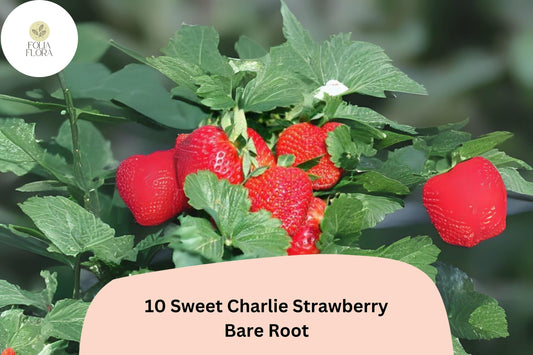 10 Sweet Charlie Strawberry Plants | Live Bare Root June-Bearing | Fragaria Ã— ananassa Garden Fruit