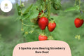5 Sparkle Strawberry Plants | Live Bare Root June-Bearing | NON-GMO Fragaria Ã— ananassa Garden Fruit