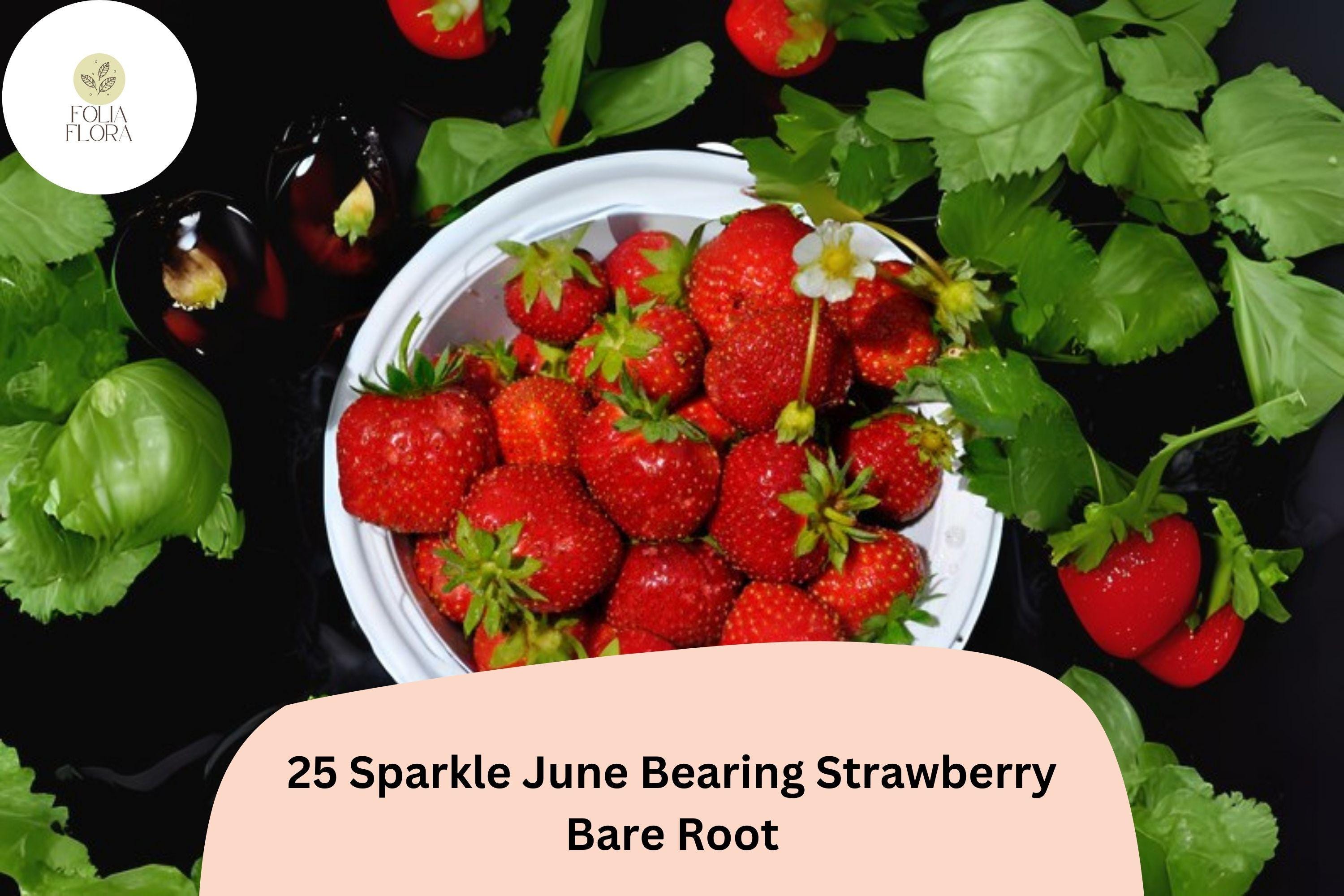 25 Sparkle Strawberry Plants | Live Bare Root June-Bearing | NON-GMO Fragaria Ã— ananassa Garden Fruit