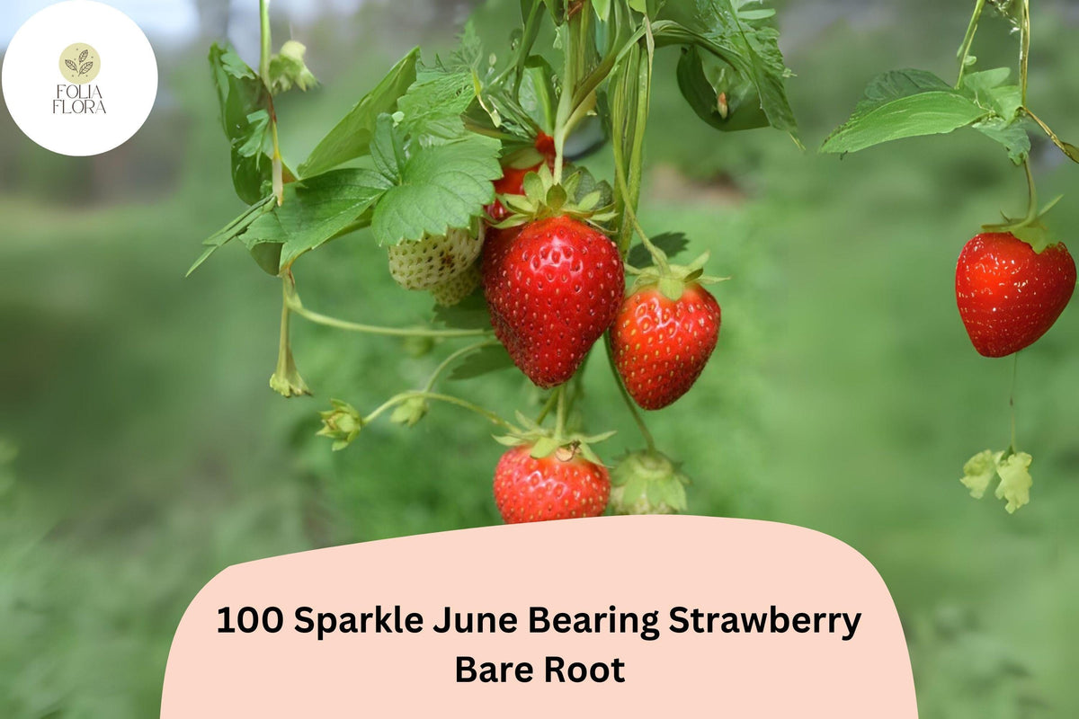 100 Sparkle Strawberry Plants | Live Bare Root June-Bearing | NON-GMO Fragaria Ã— ananassa Garden Fruit