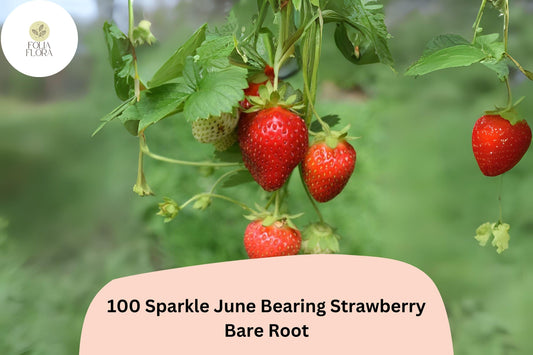 100 Sparkle Strawberry Plants | Live Bare Root June-Bearing | NON-GMO Fragaria Ã— ananassa Garden Fruit