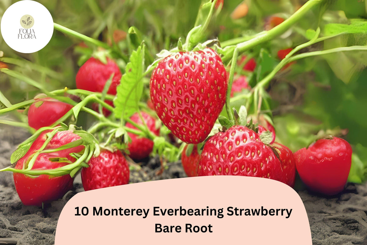 10 Monterey Strawberry Plants | Live Bare Root Everbearing | NON-GMO Fragaria Ã— ananassa Garden Fruit