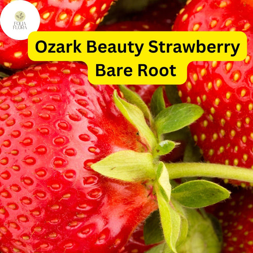 10 Ozark Strawberry Plants | Live Bare Root Everbearing | Fragaria Ã— ananassa Garden Fruit
