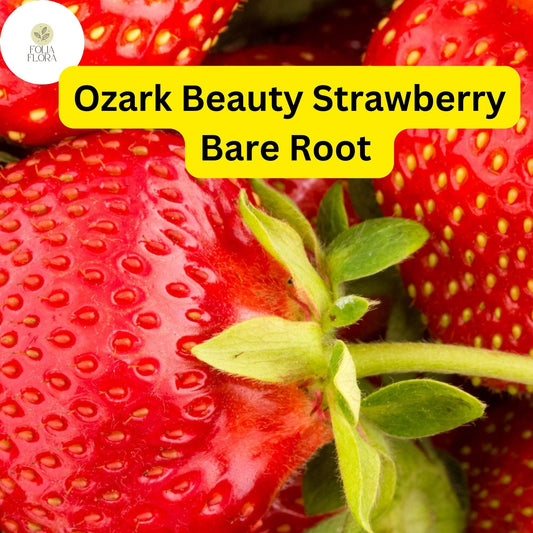 10 Ozark Strawberry Plants | Live Bare Root Everbearing | Fragaria Ã— ananassa Garden Fruit