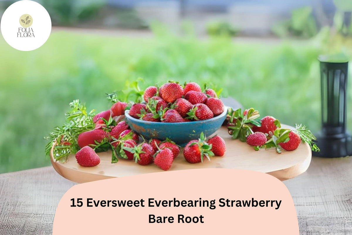 15 Eversweet Everbearing Strawberry Plants | Live Bare Root | Fragaria Ã— ananassa Garden Fruit