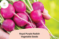500+ Royal Purple Radish Seeds â€“ Raphanus sativus Heirloom Vegetable Seeds for Garden Planting