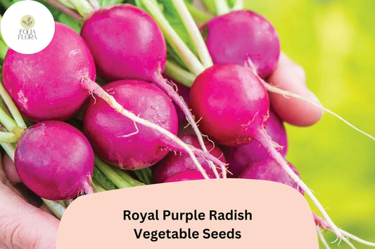 500+ Royal Purple Radish Seeds â€“ Raphanus sativus Heirloom Vegetable Seeds for Garden Planting