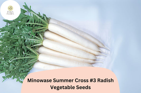 500+ Minowase Summer Cross #3 Radish Seeds â€“ Hybrid Daikon Radish for Garden Planting