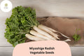 500+ Miyashige Radish Seeds â€“ Japanese Daikon Heirloom Radish for Garden Planting