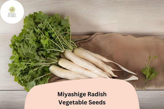500+ Miyashige Radish Seeds â€“ Japanese Daikon Heirloom Radish for Garden Planting