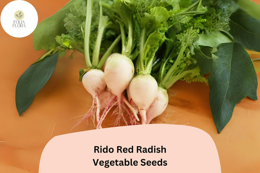 500+ Rido Red Radish Seeds â€“ Heirloom Garden Planting