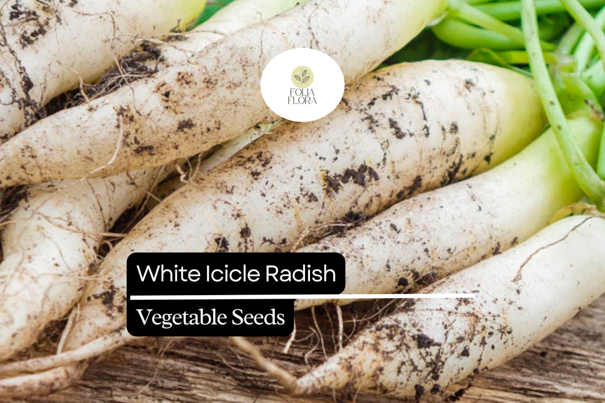 White Icicle Radish Seeds â€“ Heirloom Non-GMO, 500+ Seeds
