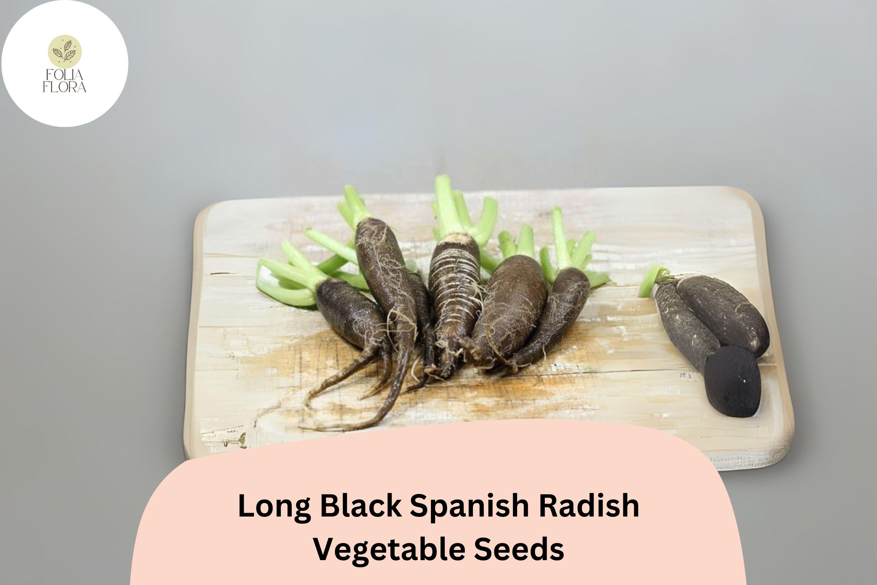 500+ Long Black Spanish Radish Seeds â€“ Heirloom Winter Radish for Garden Planting
