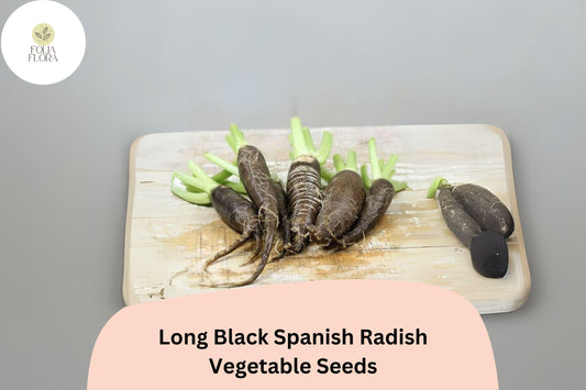 500+ Long Black Spanish Radish Seeds â€“ Heirloom Winter Radish for Garden Planting