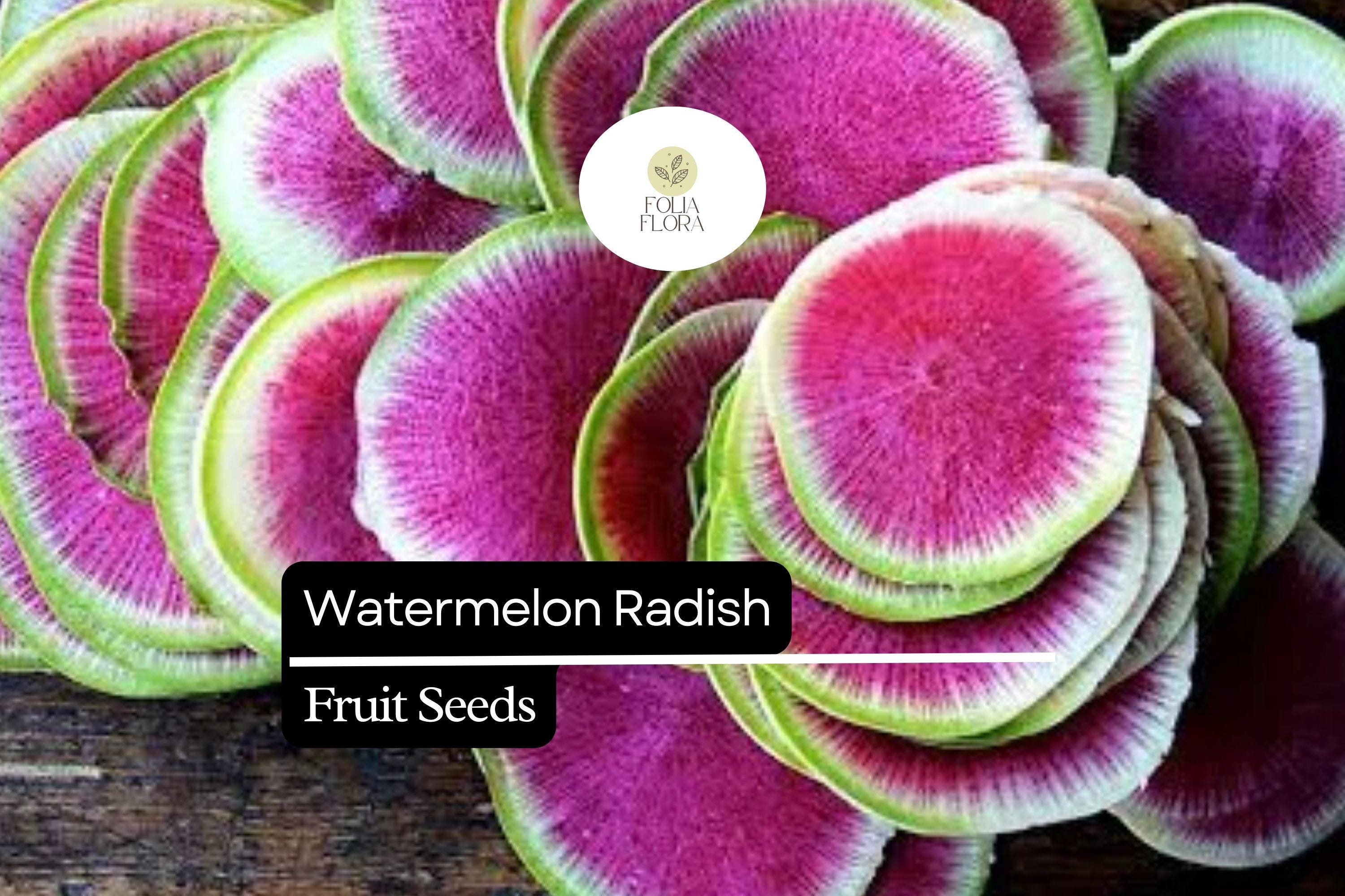 500+ Watermelon Radish Seeds â€“ Heirloom Red Meat Radish for Garden Planting