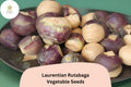 500+ Laurentian Rutabaga Seeds â€“ Heirloom Canadian Root Vegetable Seeds for Garden Planting