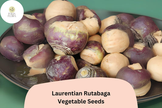 500+ Laurentian Rutabaga Seeds â€“ Heirloom Canadian Root Vegetable Seeds for Garden Planting