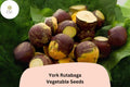 500+ York Rutabaga Seeds â€“ Heirloom Root Vegetable Seeds for Garden Planting