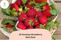 Honeoye Strawberry Plants | Live Bare Root | June Bearing Fragaria × ananassa | Perennial Fruit Plant for Garden, Container