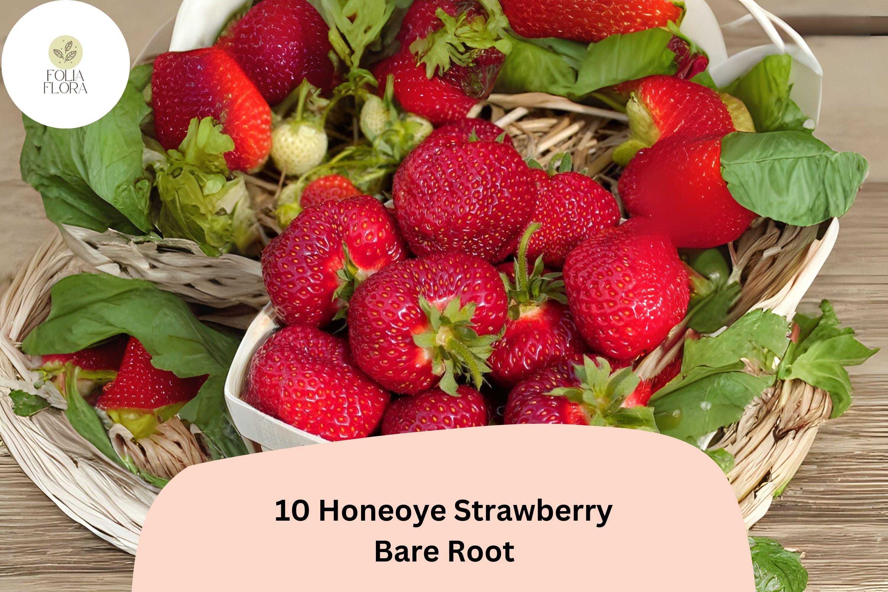 Honeoye Strawberry Plants | Live Bare Root | June Bearing Fragaria × ananassa | Perennial Fruit Plant for Garden, Container