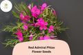 Red Admiral Phlox Seeds â€“ Bright Red Garden Flowers