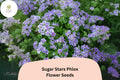 Sugar Stars Phlox Seeds â€“ Violet Blue Starry Garden Flowers