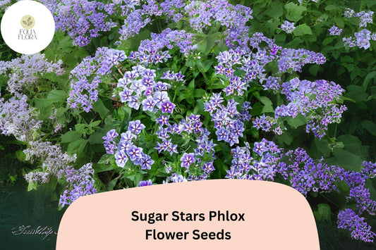 Sugar Stars Phlox Seeds â€“ Violet Blue Starry Garden Flowers