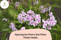 Opening Act Pink-a-Dot Phlox Seeds â€“ Perennial Garden Flower