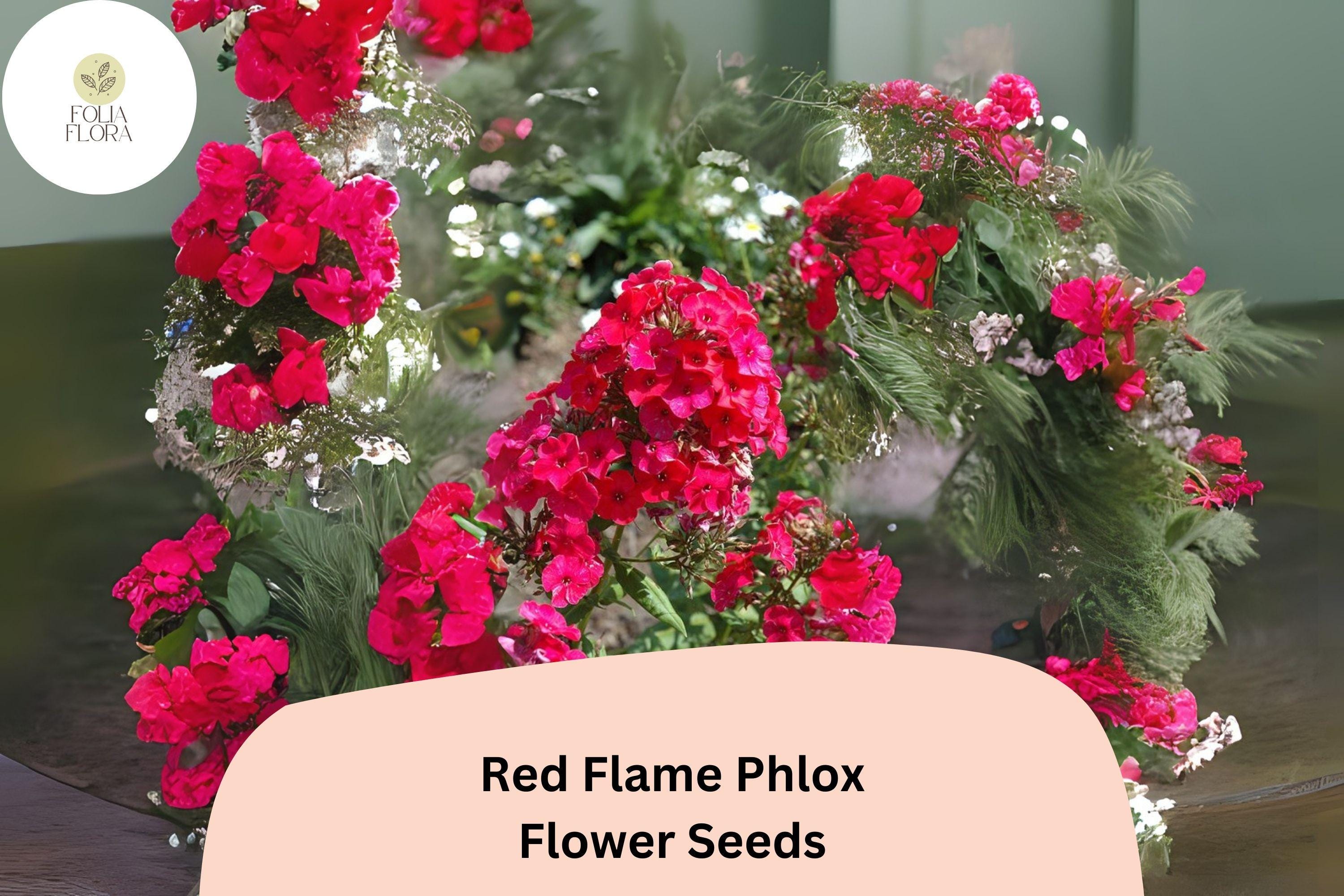 Red Flame Phlox Seeds â€“ Tall Perennial Flower (100+ Seeds)